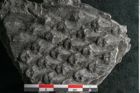 Foto (Detailansicht) von Lepidodendron sp.  (NHMW-GEO-2024-0188-11028)